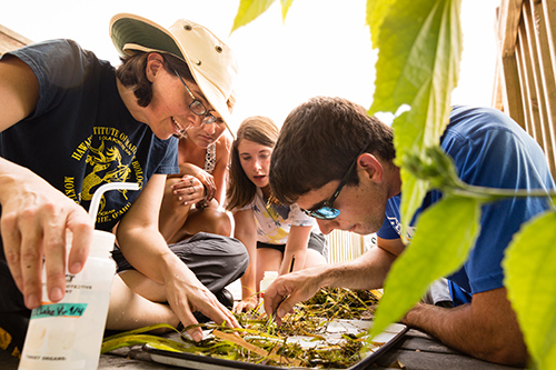 Three students work in the field with their professor, examining plants specimens.